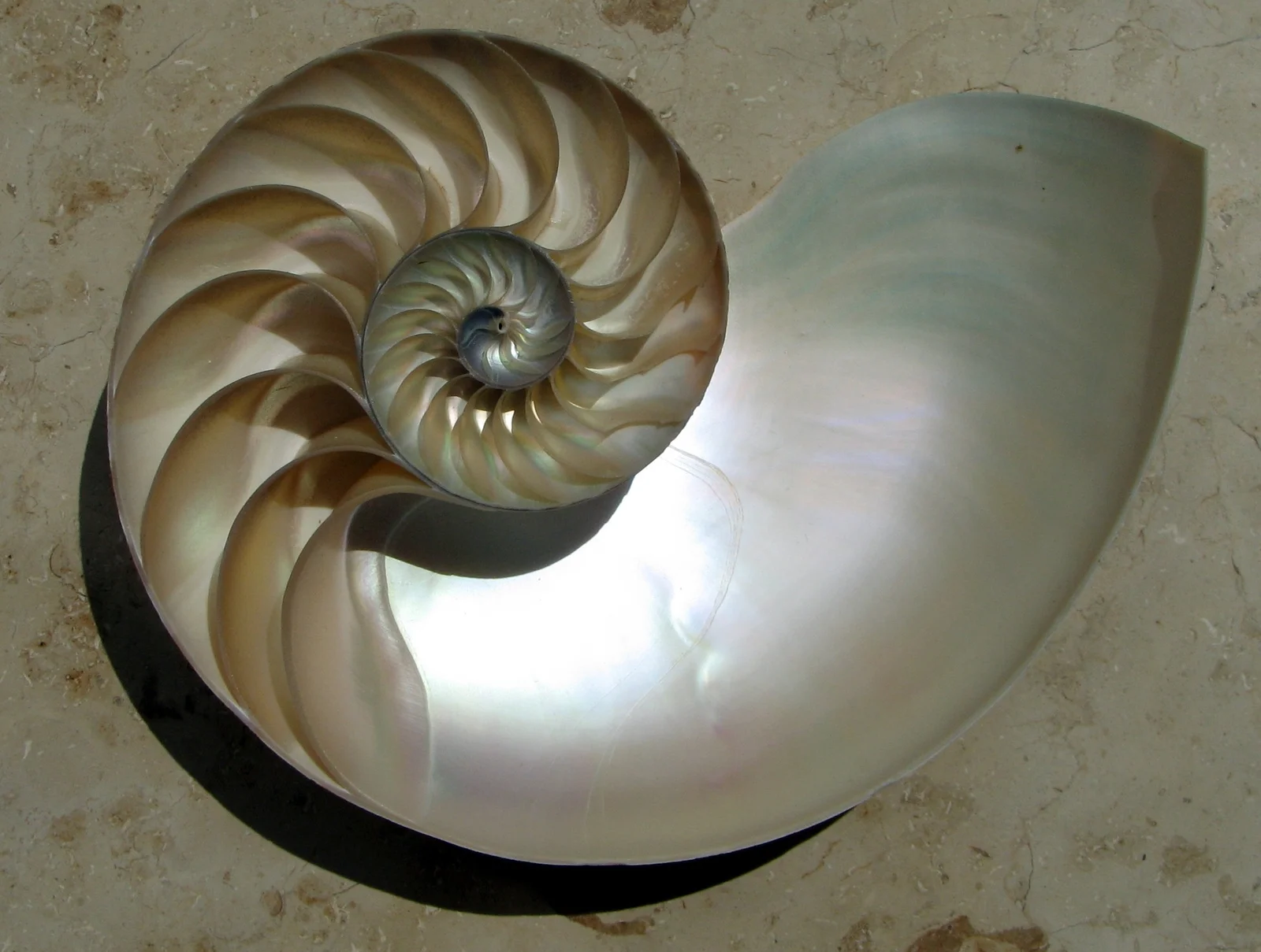 Conchiglia di nautilo tagliata a metà su un piano di marmo chiaro. All'interno le camere, separate da setti madreperlacei, crescono una dopo l'altra lungo una spirale logaritmica che parte da un centro minuscolo.