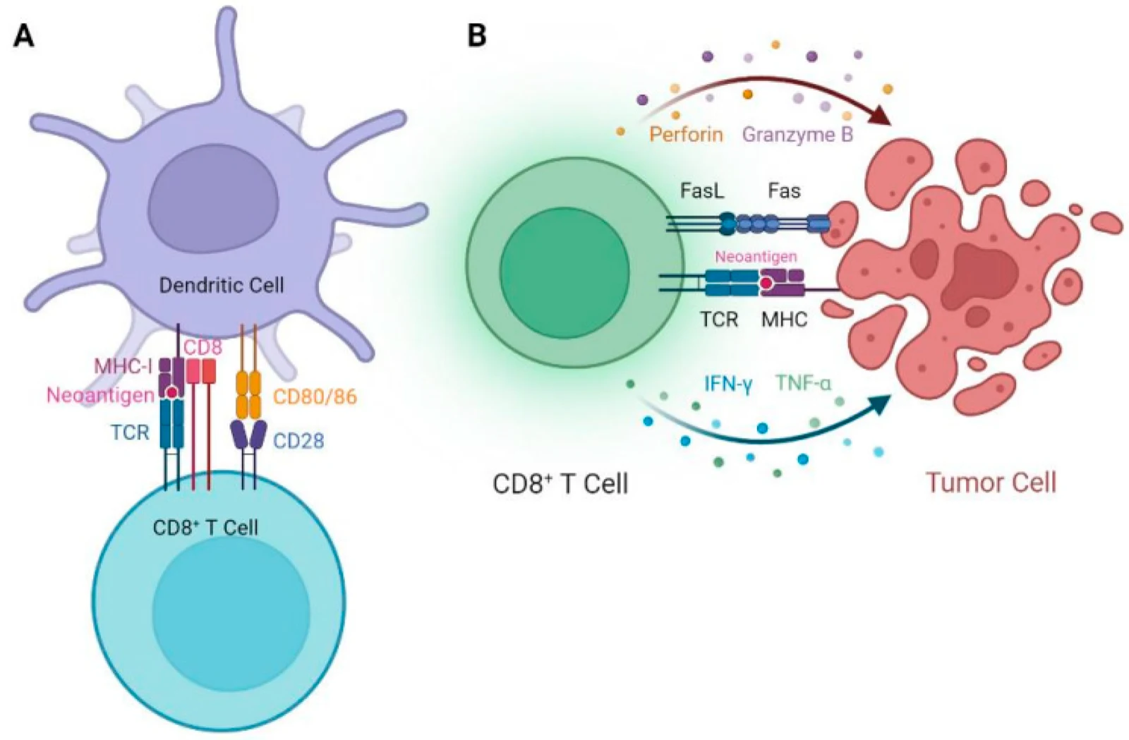Schema in due pannelli. A sinistra una cellula dendritica presenta un neoantigene su MHC di classe I a un linfocita T CD8+, con i recettori TCR, CD8, CD28 e CD80/86 etichettati. A destra il linfocita T CD8+ uccide una cellula tumorale rilasciando perforina e granzima B, con l'asse FasL-Fas e le citochine IFN-gamma e TNF-alfa.