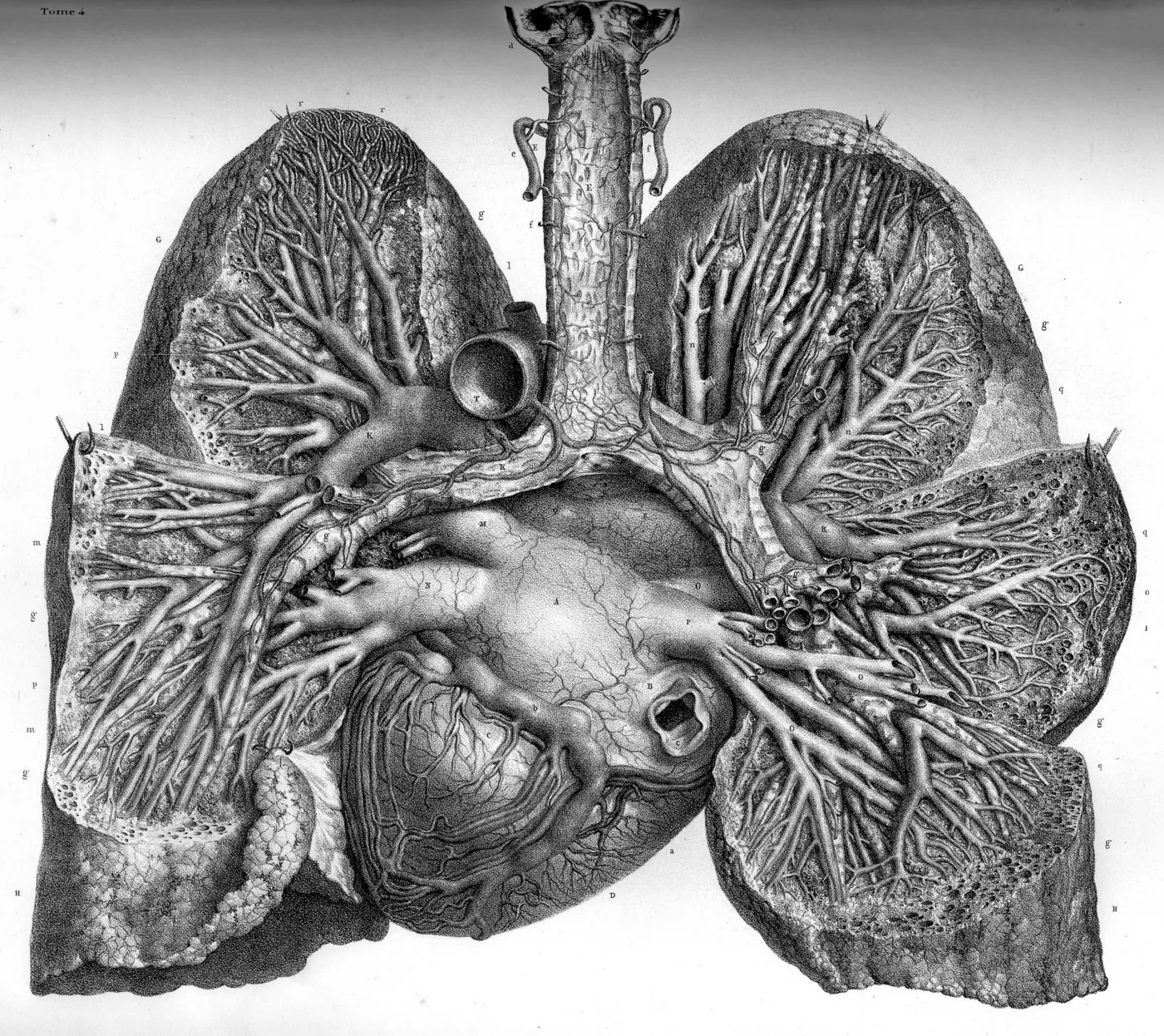 Tavola anatomica ottocentesca in bianco e nero: cuore e polmoni dissecati, con l'albero dei vasi disegnato in dettaglio fin nelle ramificazioni più fini.
